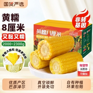 灶小美新鲜黄糯玉米段免切真空装低脂饱腹粗粮早餐内蒙粘糯苞米棒