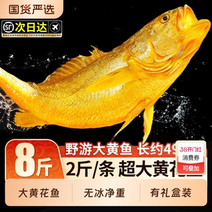 深海大黄花鱼新鲜冷冻生鲜水产鲜活冰鲜海鱼海鲜2斤一条黄鱼礼盒