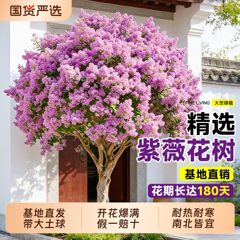 紫薇树苗老桩盆景室外耐寒绿化