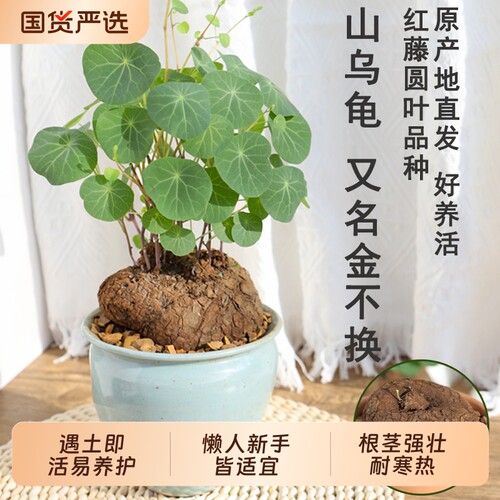 多肉植物山乌龟盆栽室内圆叶绿植水培桌面盆景庭院爬藤