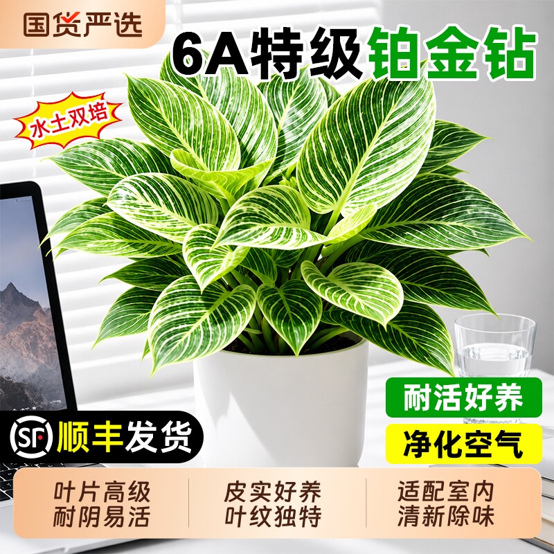 铂金钻水培植物室内客厅好养大叶金钻绿公主净化空气盆栽甲醛水养