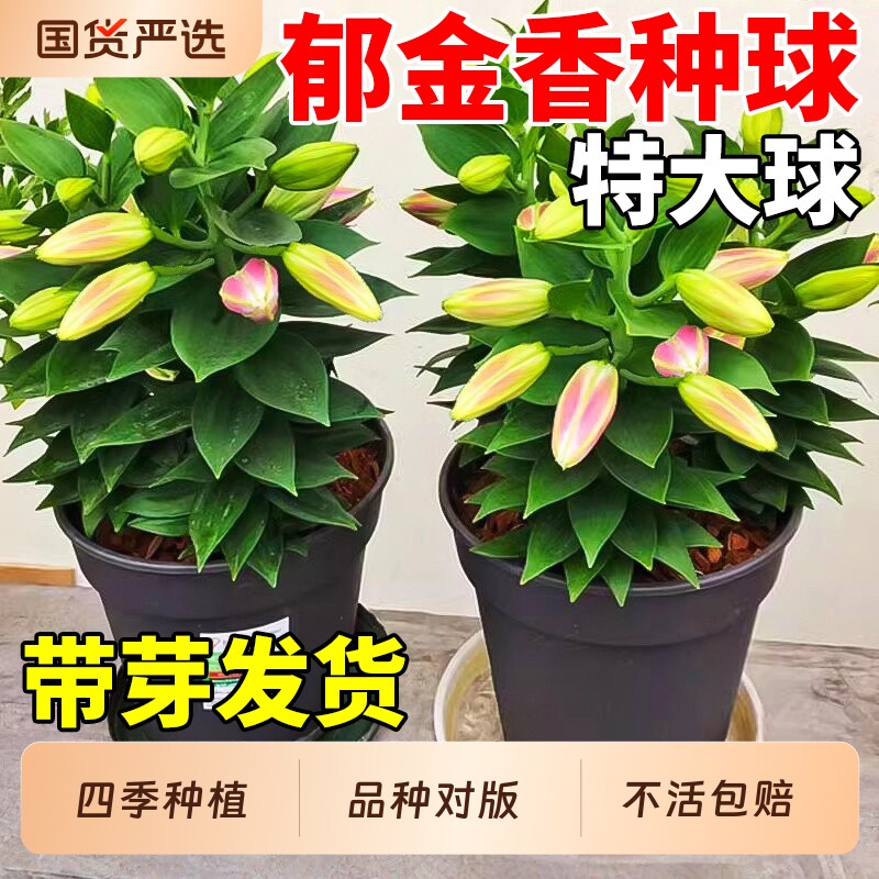 百合种球进口重瓣香水百合四季好养花卉植物室内庭院鲜花盆栽种子