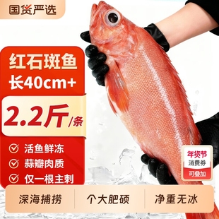 红石斑鱼礼盒鲜活冷冻超大红鱼龙胆深海富贵鱼非东星斑新海鲜水产