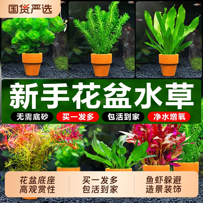 鱼缸小花盆定植水草造景专用绿菊水培阴性真草新手装饰水草植物