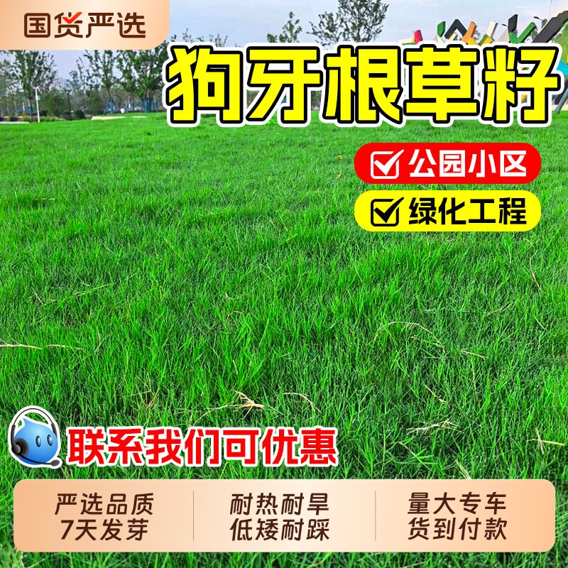 狗牙根草籽四季青草坪种子绿化护坡固土牧草结缕草庭院地毯耐旱