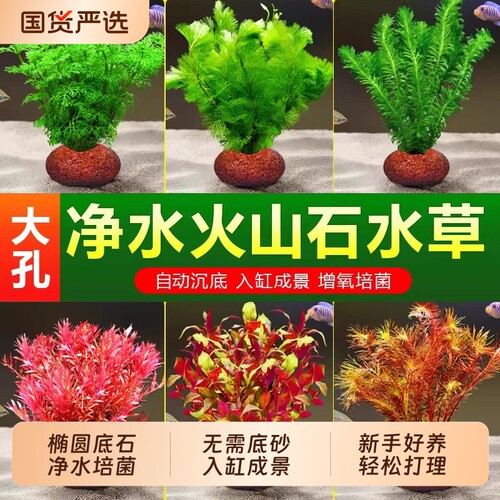 火山石水草鱼缸造景阴性淡水套餐