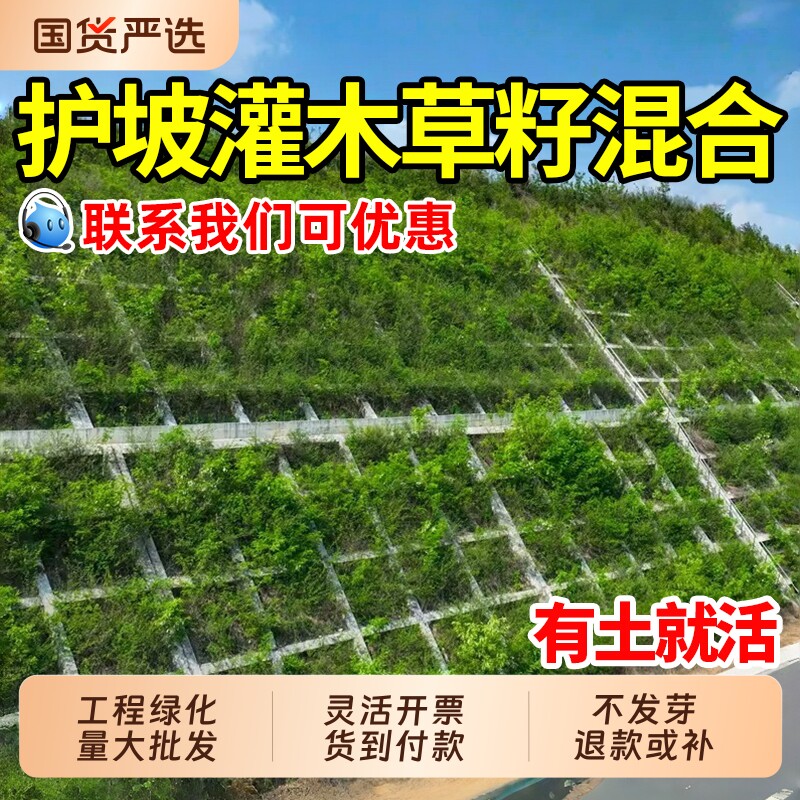 护坡固土灌木草籽四季常青边坡工程绿化草坪耐热旱狗牙根草种籽子