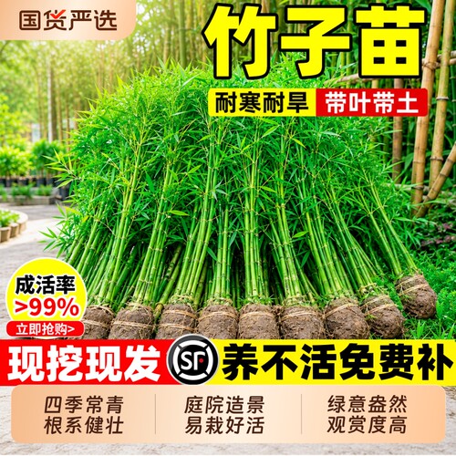 竹子苗紫竹罗汉竹黄金竹青竹庭院室内外造景四季常青耐寒带土树苗