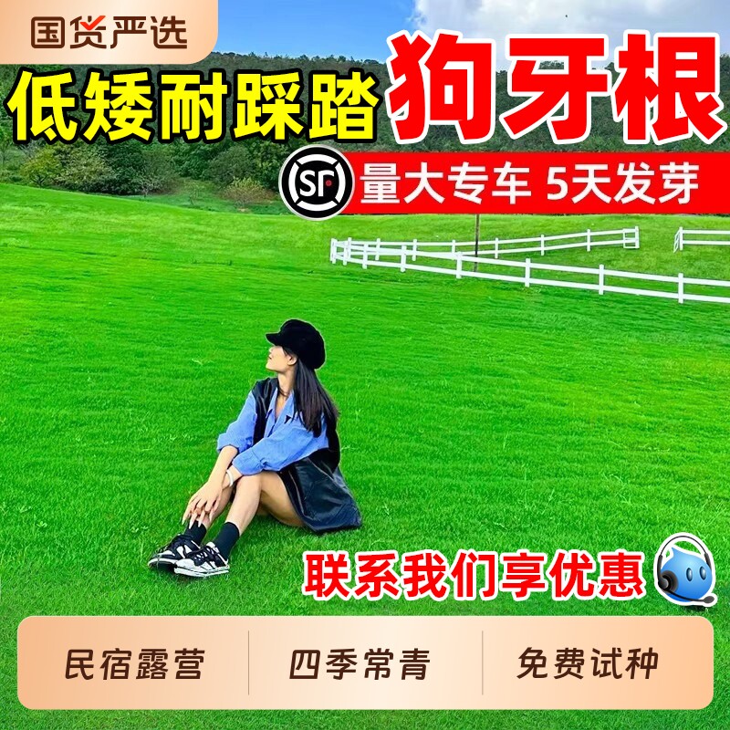 进口狗牙根草籽四季常青耐热民宿露营公园绿化低矮耐踩踏草坪种子