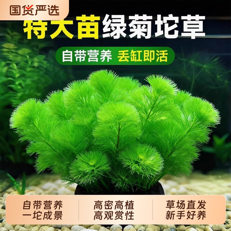 绿菊坨草水草植物鱼缸造景装饰淡水阴性净水蜈蚣草绿植沉底生态