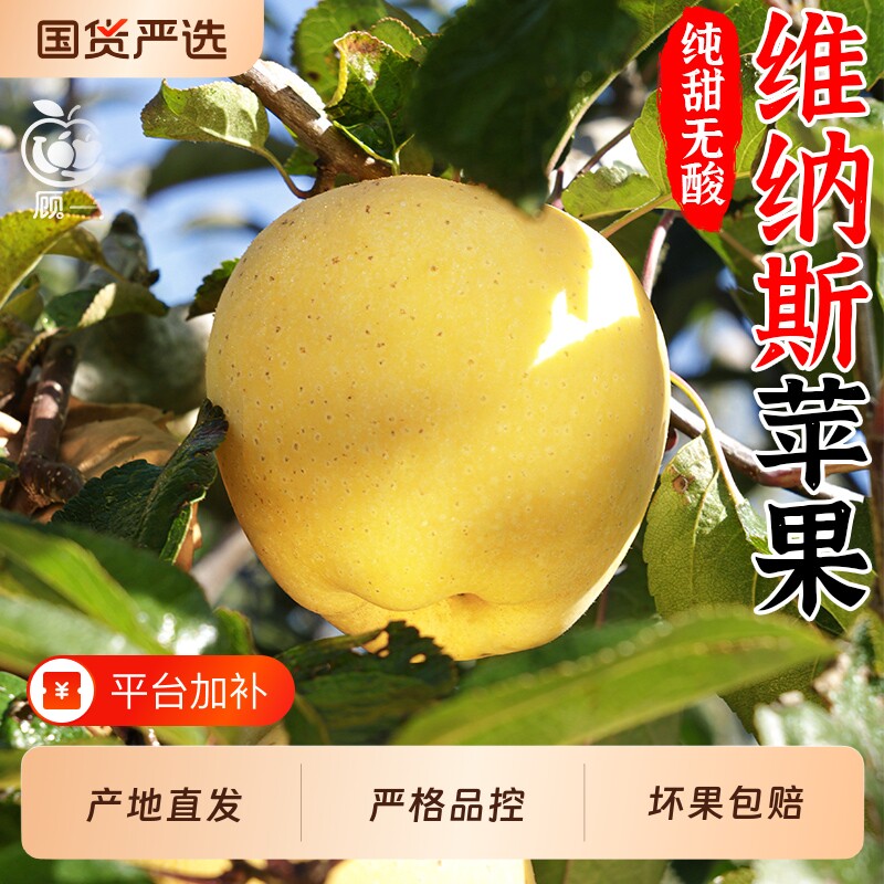正宗维纳斯黄金苹果新鲜水果山东烟台旗舰店当季整箱顺丰包邮