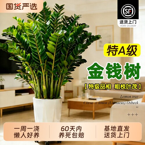开业大吉乔迁之喜送礼优选