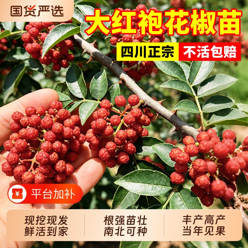 正宗大红袍花椒苗树四川九叶盆栽地栽麻椒当年结果树苗青花椒种植