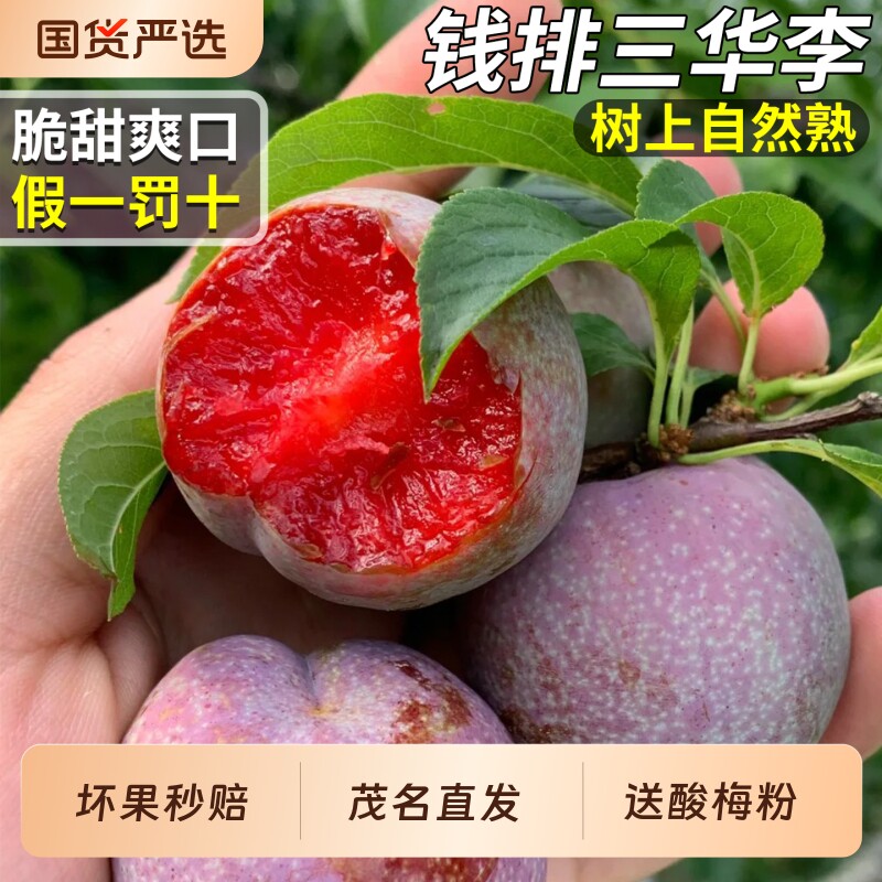 李子现货正宗钱排红心三华李当季孕妇新鲜水果特大果三月整箱包邮