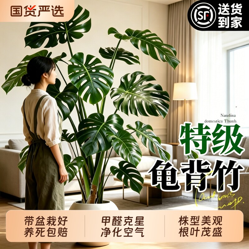 龟背竹客厅大盆栽老桩大叶室内大型绿植高级感植物除甲醛四季好养