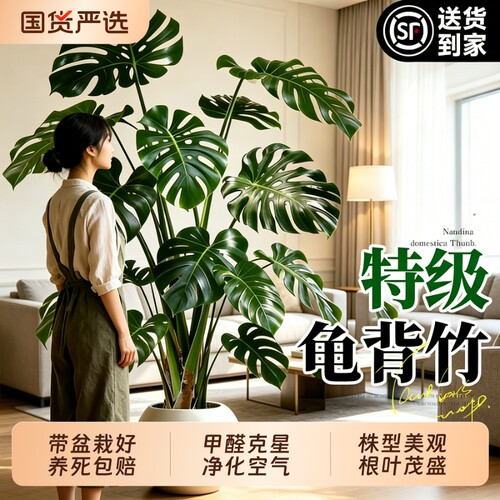 龟背竹客厅大盆栽老桩大叶室内大型绿植高级感植物除甲醛四季好养