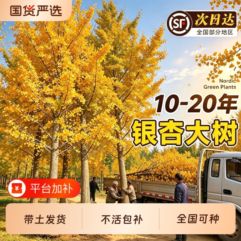 特大金叶银杏树苗庭院别墅阳台盆景绿植带土发货南北方种植大型