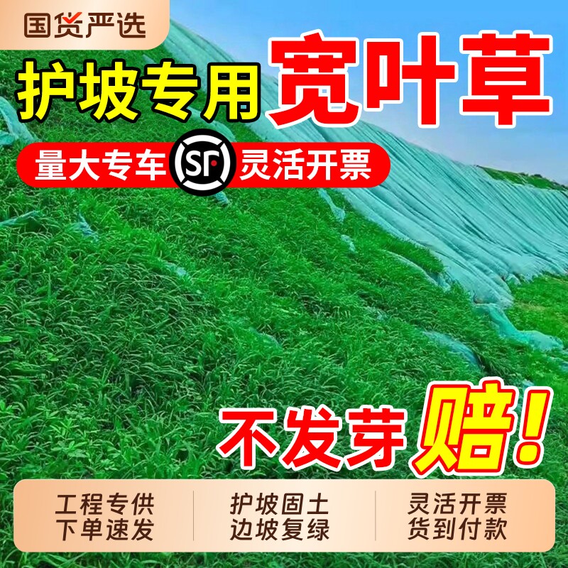 宽叶草种子百喜草宽叶雀稗草籽耐热耐旱护坡固土边坡绿化工程种籽
