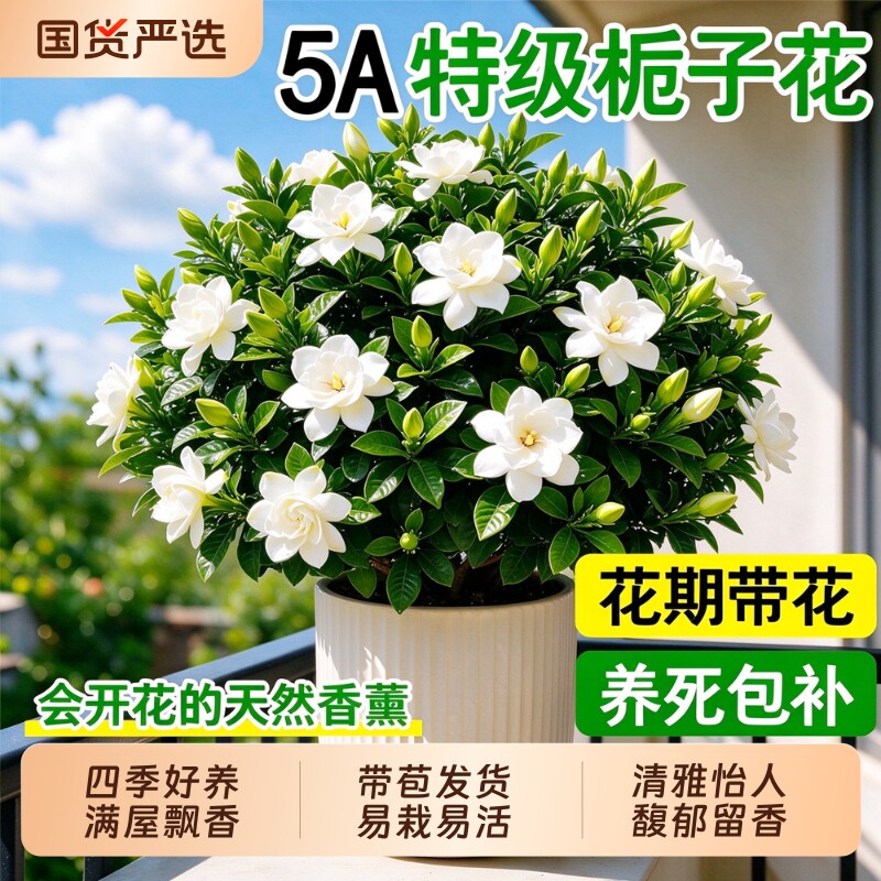 栀子花盆栽四季开花卉大全树苗室内绿植好养易活适合的懒人带花苞