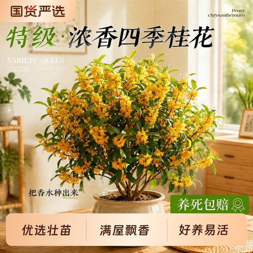 大盆老桩四季桂花盆栽绿植树苗室内外客厅花卉开花易活高级感家里