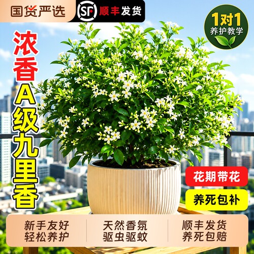 九里香盆栽室内客厅绿植花卉懒人好养马醉木吊钟花盆盆景水培开花