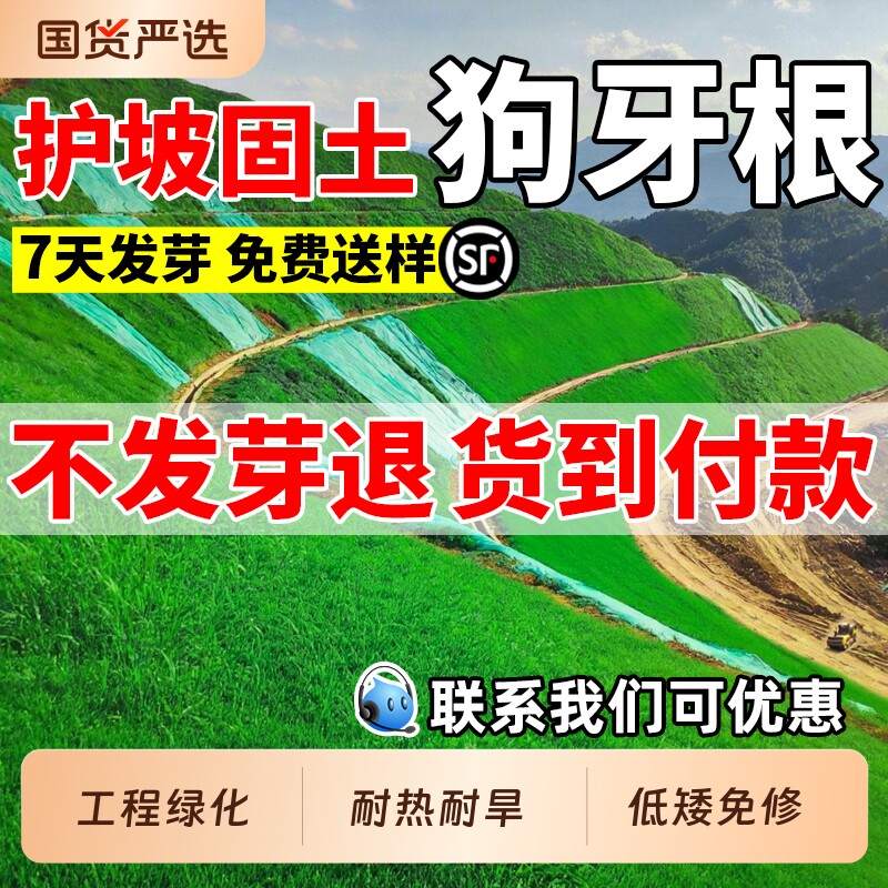 狗牙根草籽护坡固土四季常青草种子耐旱矿山边坡复绿工程绿化种籽