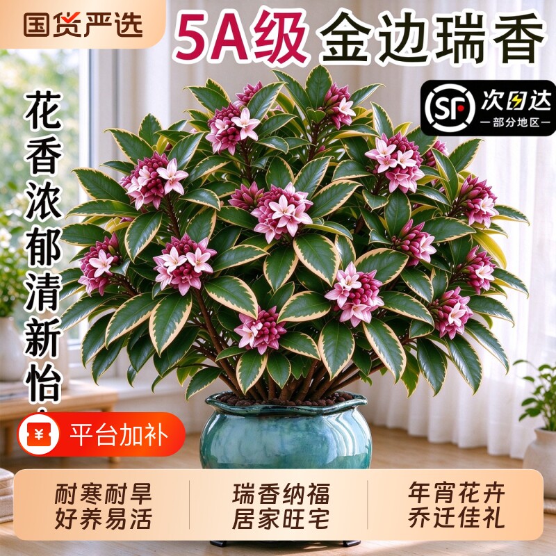 金边瑞香盆栽浓香型老桩大苗带花苞耐寒阳台花卉植物室内花年宵花