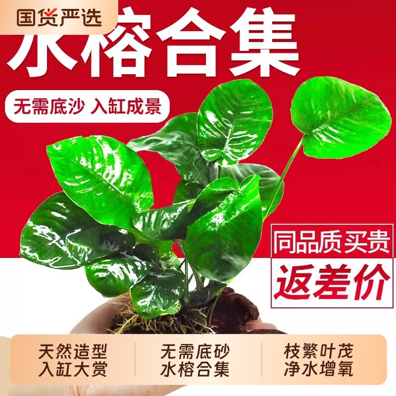 水榕沉木水草植物鱼缸造景装饰活体懒人阴性皇冠草增氧净水椰壳屋