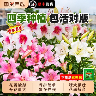 进口香水百合种球四季开花阳台多头百合好养耐寒重瓣种植庭院花期