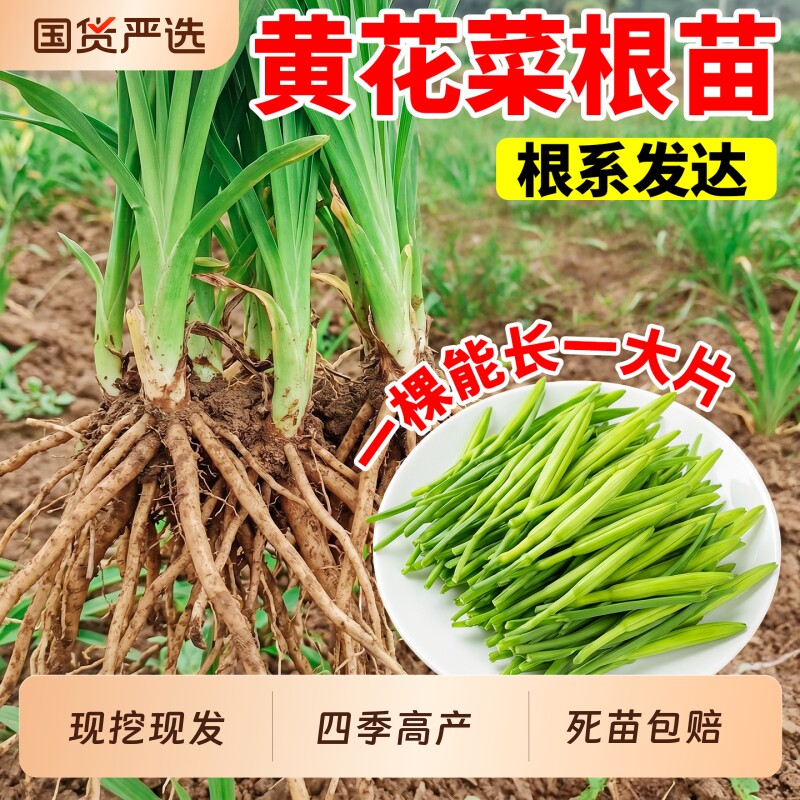 黄花菜根苗食用种苗老品种大苗金针菜金针花庭院多年生种籽种植图片