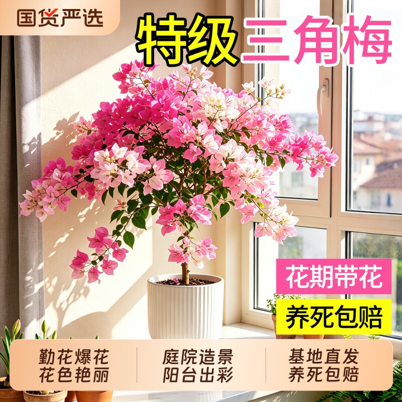 三角梅盆栽四季开花室内阳台好养图片