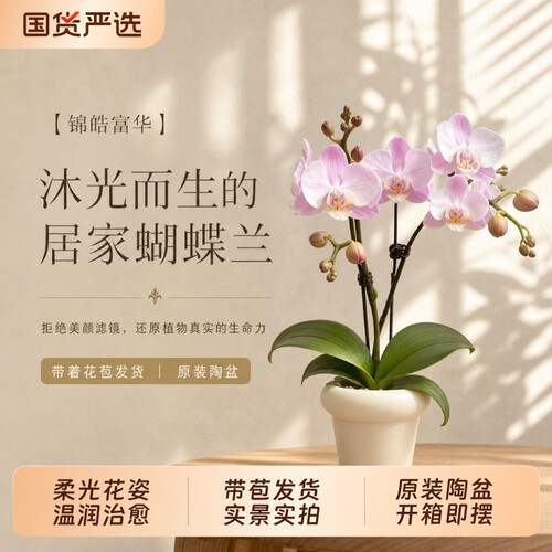 大花蝴蝶兰室内花卉绿植四季好养
