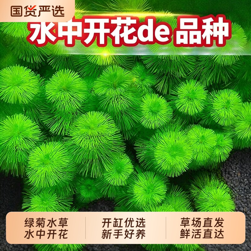 绿菊水草植物鱼缸造景真草缸净化造氧套餐草蜈蚣草定植沉底无菌