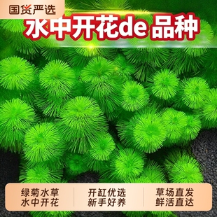 绿菊水草植物鱼缸造景真草缸净化造氧套餐草蜈蚣草定植沉底无菌