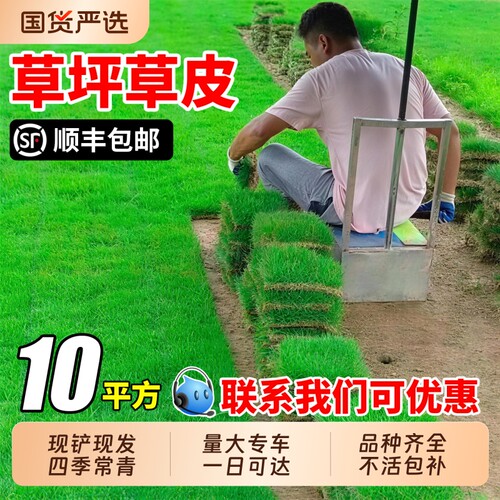 草皮真草坪带泥土别墅果岭草马尼拉草皮带土花园绿化四季青台湾草