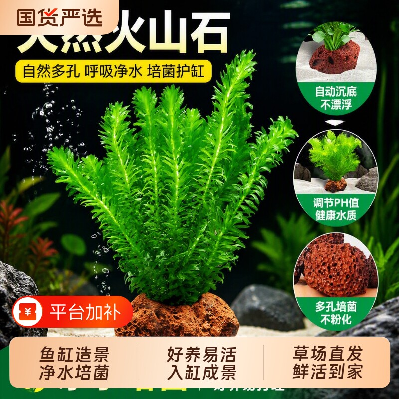 造景鱼缸水草植物摆件火山石珍珠真草水培蜈蚣草净化水质绿菊水榕
