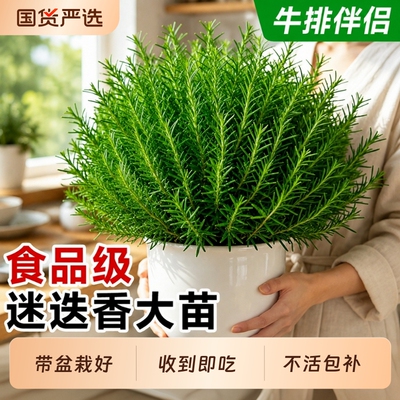 【食用级迷迭香绿色天然】