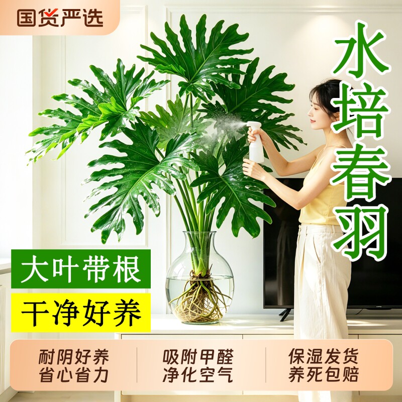 春羽水培植物大叶老桩盆栽室内客厅大型绿植春雨小天使耐阴好养活