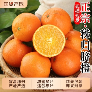 秭归脐橙果园现摘现发橙子包邮甜橙榨汁手剥冰糖橙新鲜当季鲜果