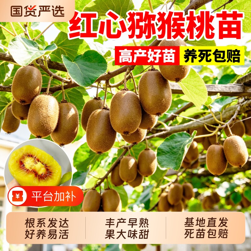 猕猴桃树果苗红心红阳东红嫁接大苗公母同株盆栽地栽南北种植果树