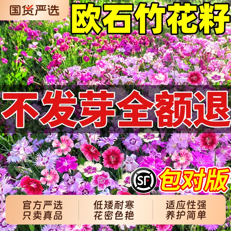 欧石竹花籽耐寒矮生五彩石竹阳台庭院室内外好养四季播种开花种子