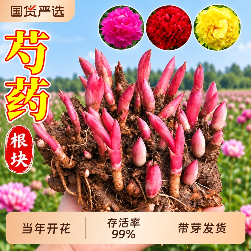 芍药花苗重瓣带芽种根老桩耐寒浓香型大花阳台带花苞盆栽四季开花图片