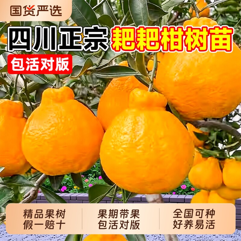 正宗四川耙耙柑粑粑柑树苗春见嫁接果树沃柑丑橘南北方种植橘子树