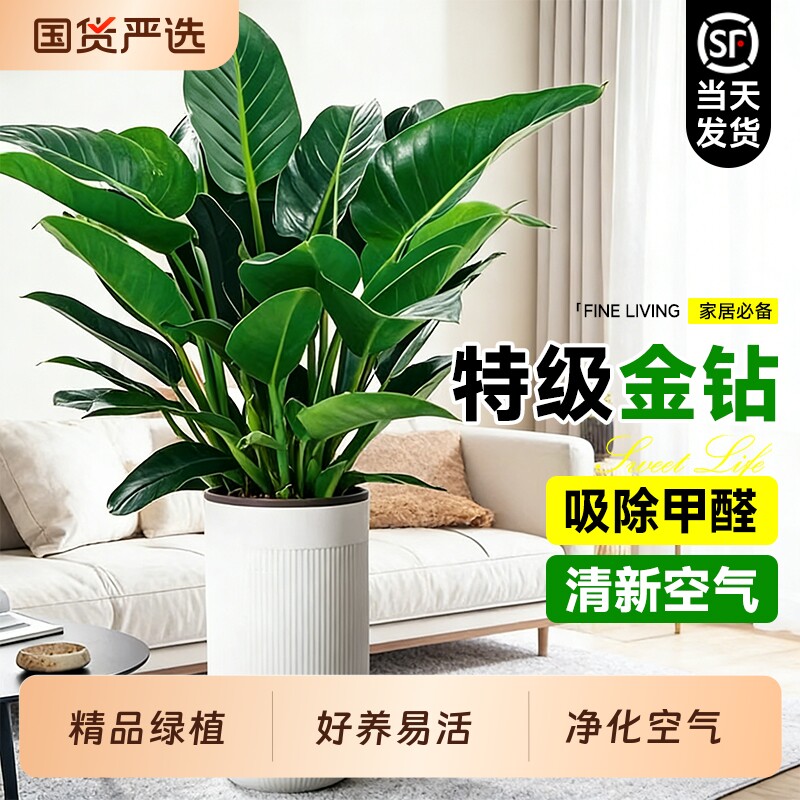 大盆金钻盆栽净化空气绿公主室内绿植物大叶绿萝柱甲醛大绿萝客厅