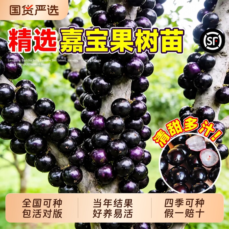 正宗四季嘉宝果苗树树葡萄沙巴果树阳台庭院种植盆栽结果老桩