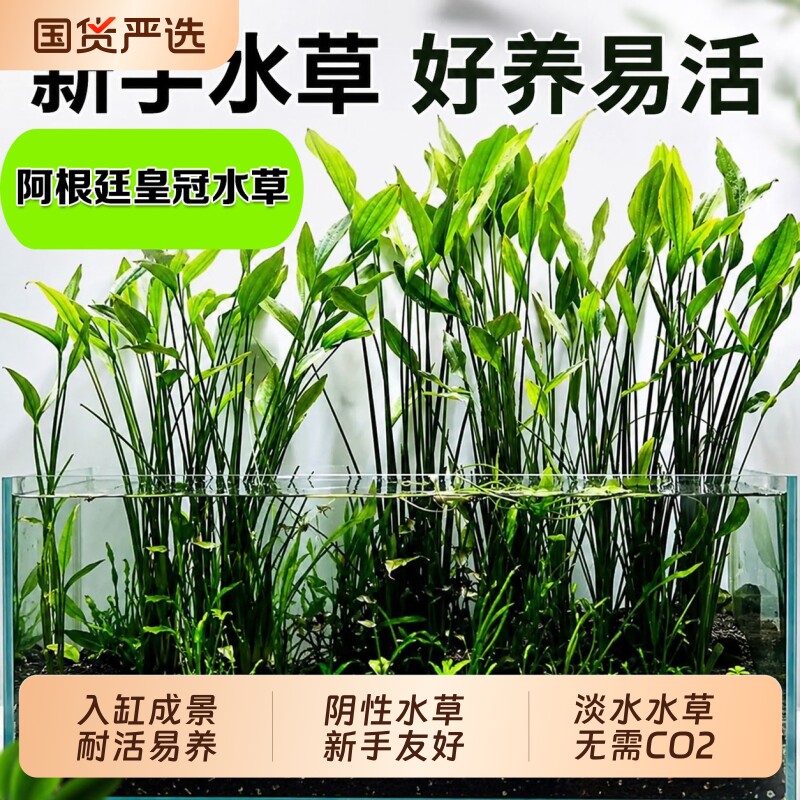 阿根廷皇冠后景水草造景水上叶图片
