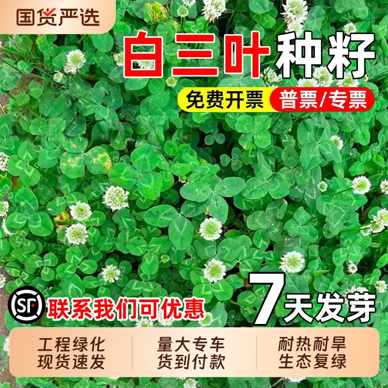 白三叶草籽耐热红三叶草种子保持护坡绿化草种籽种植品种牧草绿肥