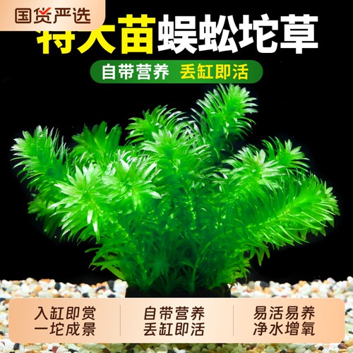 蜈蚣草大坨草鱼缸中后景净水增氧