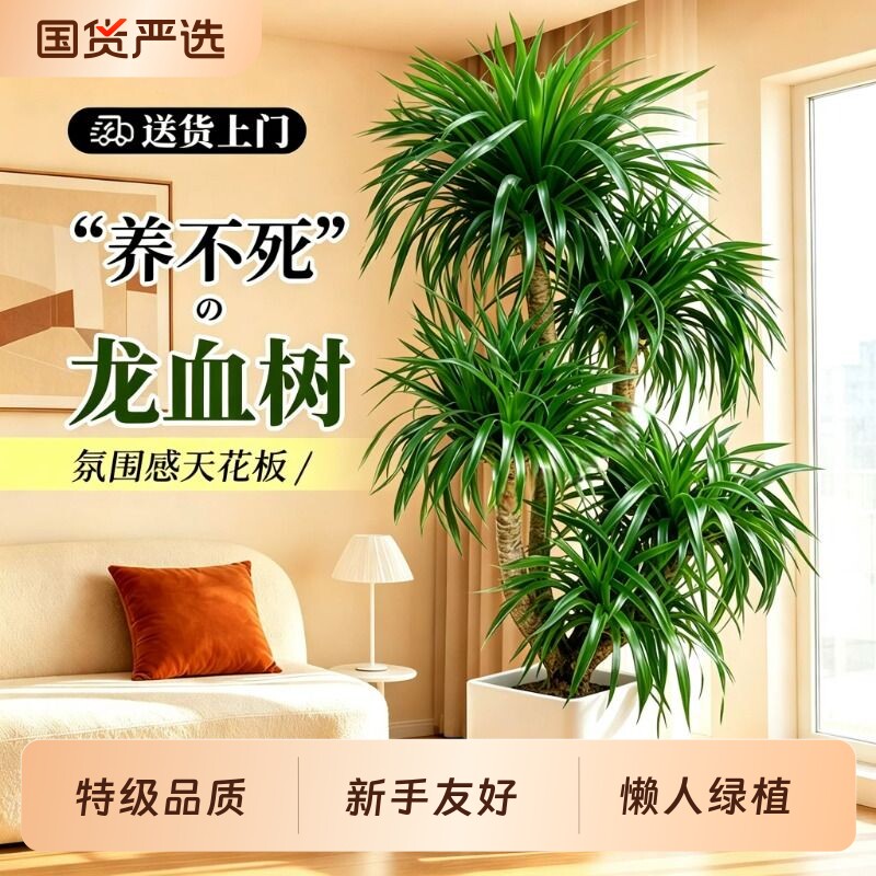 龙血树客厅绿植室内大型高级感盆栽龙须树轻奢办公室植物四季好养图片