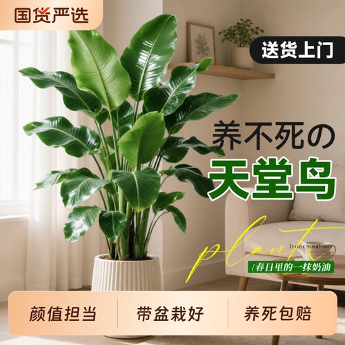天堂鸟绿植室内办公室客厅大型植物盆栽高级感落地大号好养真花